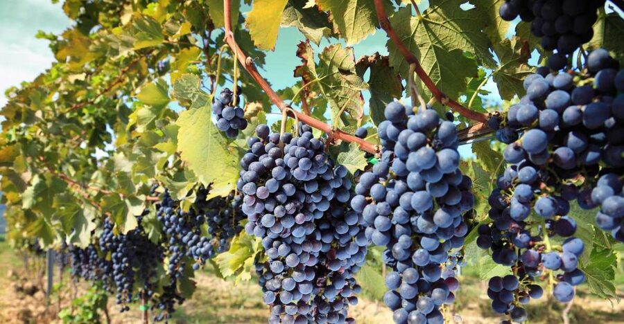 From Madrid: Alcalá de Henares, Winery Tour & Wine Tasting - Why Alcalá de Henares Works So Well as a Madrid Day Trip