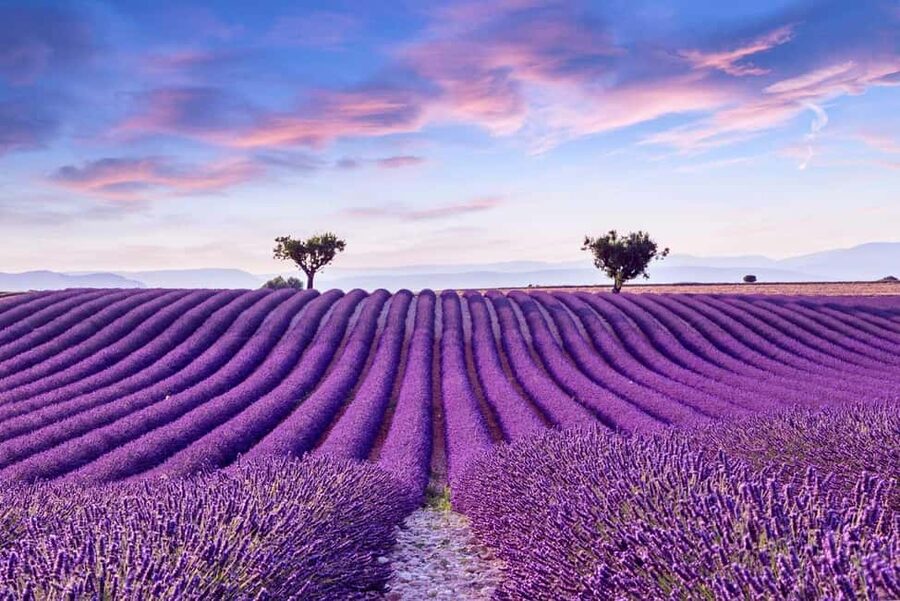 From Madrid: Day Trip to Brihuega Lavender Fields - Pickup in Madrid: simple start, set schedule