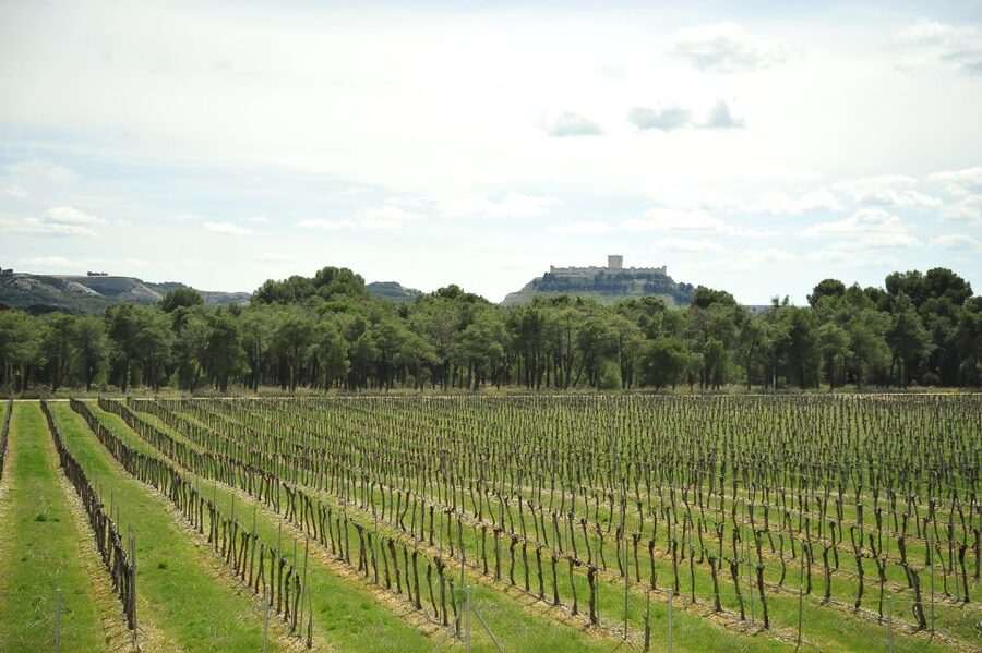 From Madrid: Ribera del Duero Tour of 3 Wineries w/ Tastings - Why this Ribera del Duero day trip works from Madrid