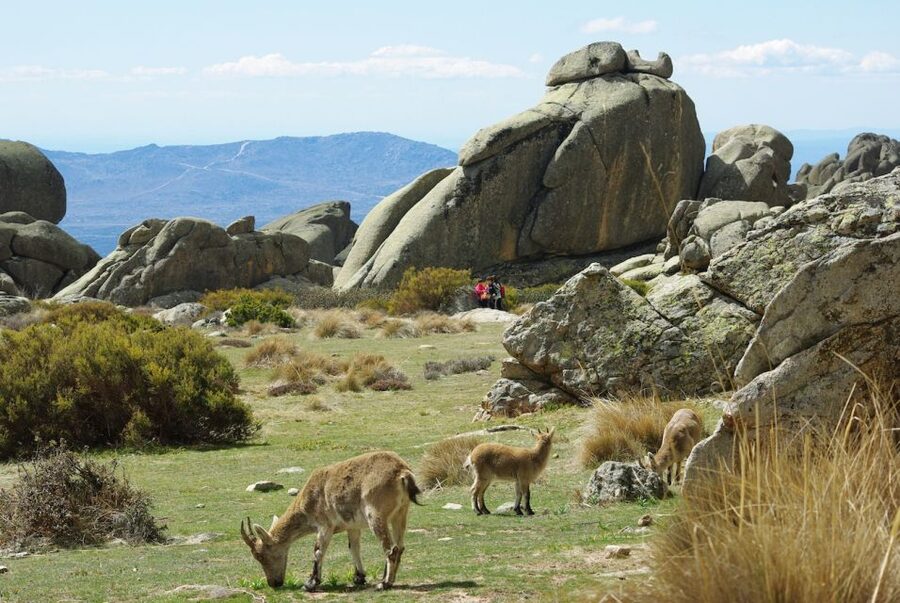 From Madrid: Sierra de Guadarrama Hiking Day Trip - Key highlights at a glance