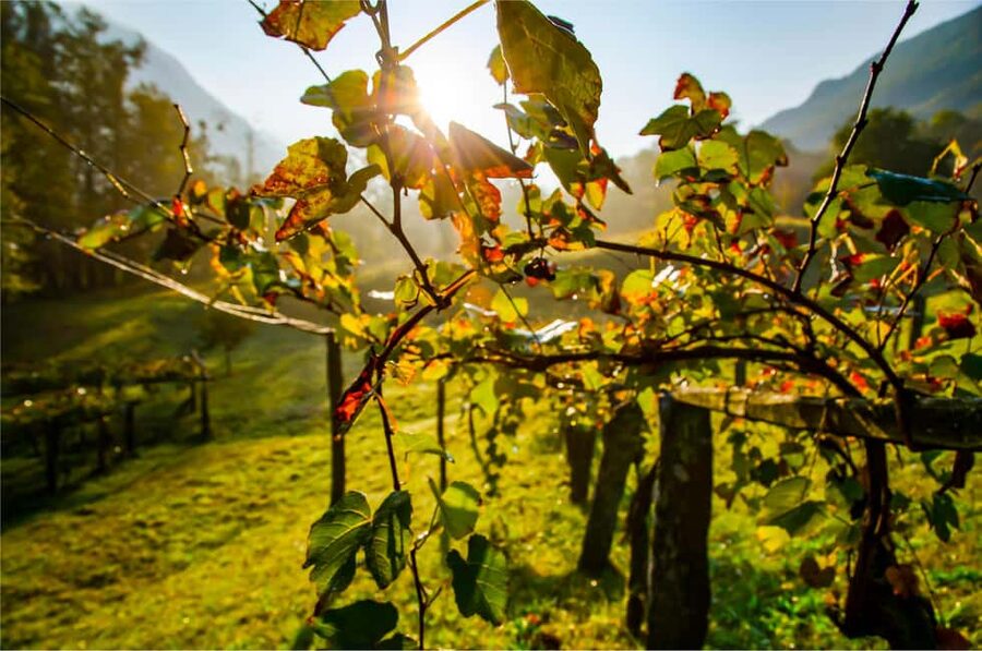 From Madrid to Ribera del Duero: Hidden Vineyards and Towns - Optional Winery Upgrade: Two Different Places to Taste