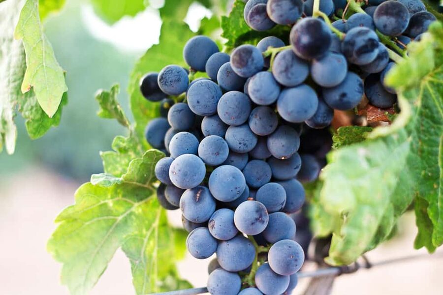 From Madrid to Ribera del Duero: Hidden Vineyards and Towns - Peñafiel Castle and Town Time (Plus the Guided Explanations)