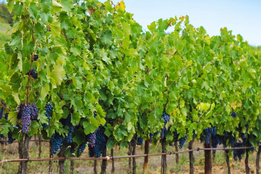 Half-Day Trip from Madrid: Alcalá de Henares & Winery Visit - Calle Mayor to the Cathedral of the Santos Niños