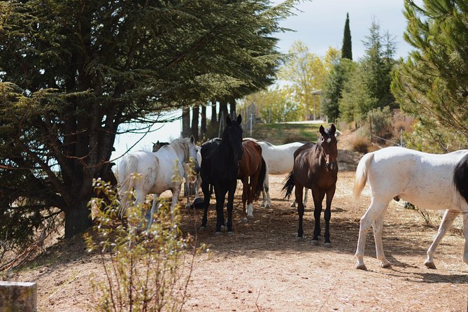 Horse Riding Madrid Natural Park (long Trip) - Entering The Sierra: What This Ride Is Really Like