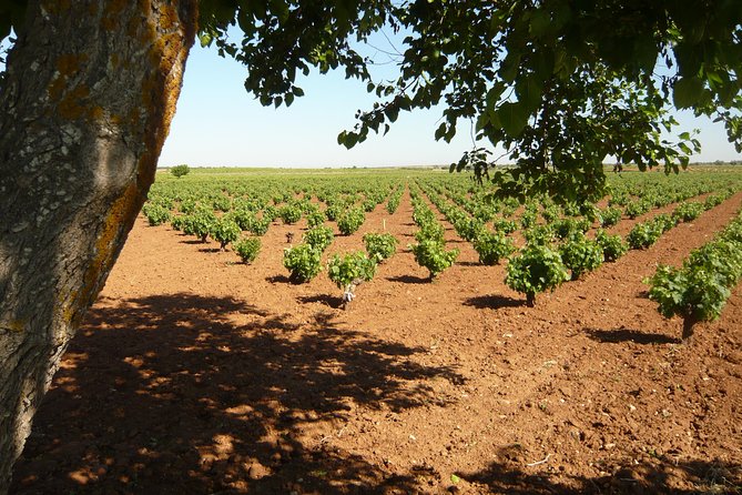 Madrid Countryside Wineries Guided Tour with Wine Tasting - The Ride Out: How Vinos de Madrid Sets the Stage