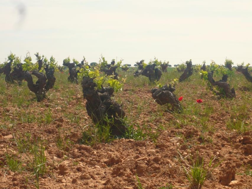 Madrid Region Wineries Guided Tour with Wine Tastings - Key highlights to look for