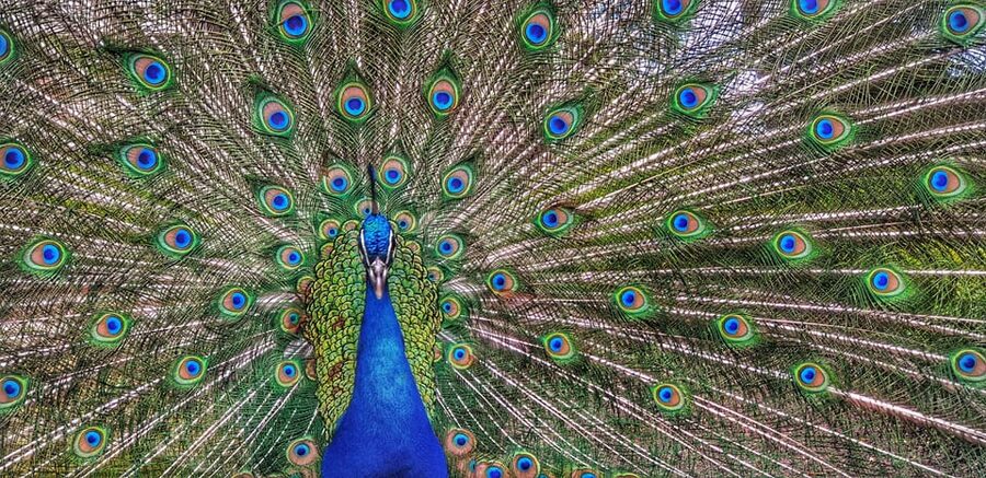 Madrid: Retiro Park Guided Tour with a Photographer - Starting at Plaza de la Independencia: get your bearings fast