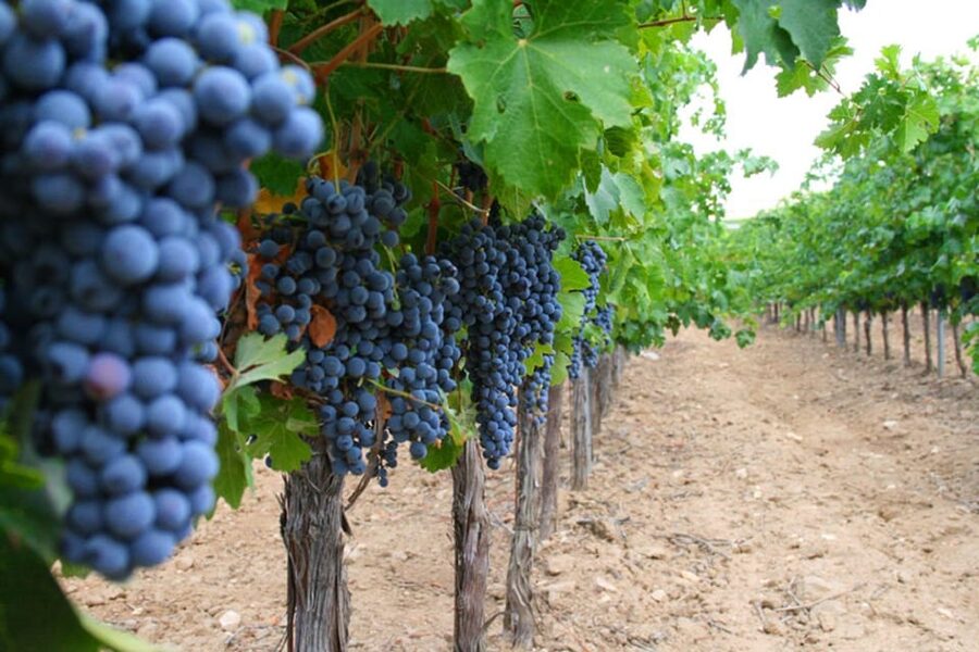 Madrid: Toledo Day Trip with Winery Visit and Wine Tasting - Santa María la Blanca: the Mudejar synagogue visit