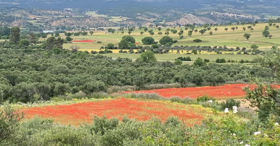 Madrid: Unspoiled Spain for Foodies & Nature ❤️’s - Yebra stop: a quick window into local life and produce