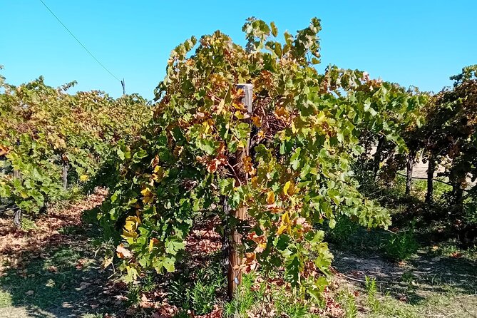 Madrid Wine Tour: Visit Two Wineries with Tastings - Madrid’s Wine Country, Without the Car Hassle