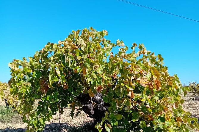 Madrid Wine Tour: Visit Two Wineries with Tastings - What You Get in 5–6 Hours: Two Wineries and Real Tastings