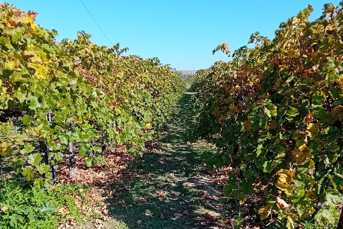 Madrid Wine Tour: Visit Two Wineries with Tastings - Price and Value Check at $192.25 Per Person