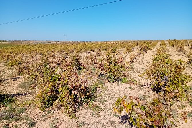 Madrid Wine Tour: Visit Two Wineries with Tastings - Stop 1: The Ride and Appellation Context Before You Even Taste
