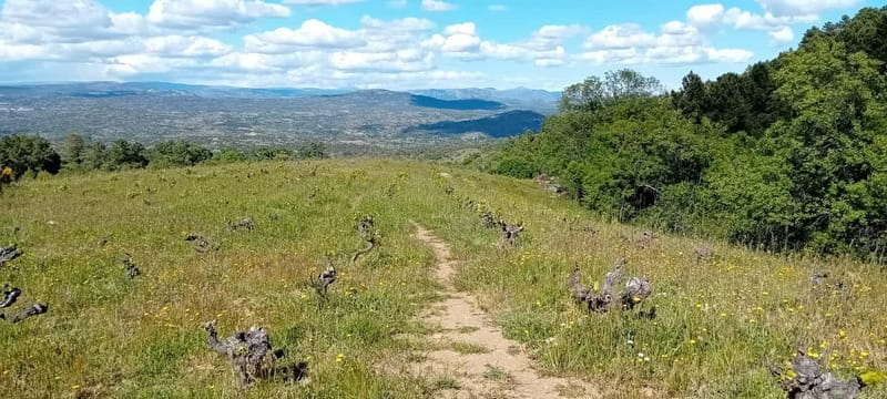 Madrid Winery Tour: Visit & Tasting With Sommelier Guide - The Winery Tour: Vineyard Views and Wine-Cave Reality