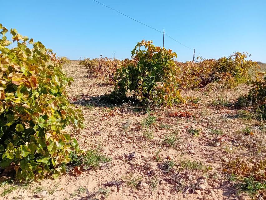 Madrid Winery Tour: Visit & Tasting With Sommelier Guide - The Tasting with a Certified Sommelier: Reds, Whites, Rosés