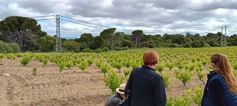 Madrid Winery Tour: Visit & Tasting With Sommelier Guide - Small-Group Groups vs. Big-Bus Days