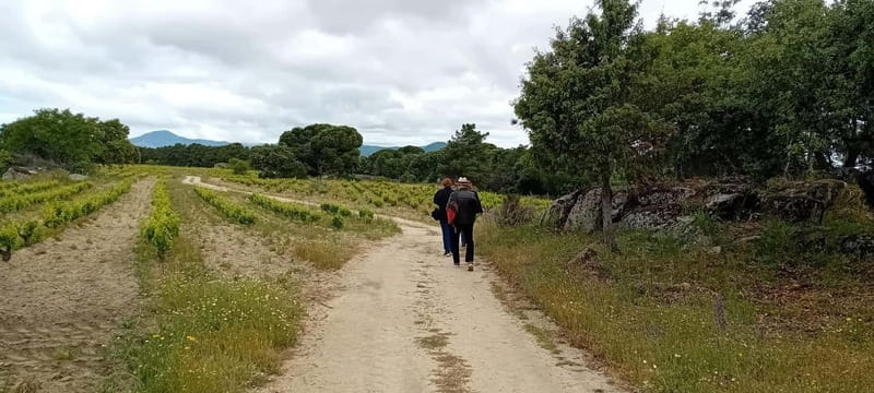 Madrid Winery Tour: Visit & Tasting With Sommelier Guide - Where This Tour Fits Best (and Where It Doesn’t)