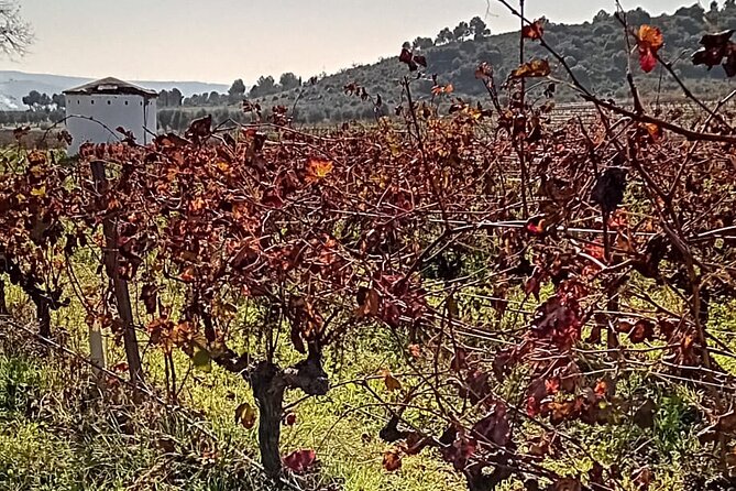Madrid Winery Tour with Tasting and Sommelier Guide - From Plaza del Marqués de Salamanca to Wine Country: easy logistics