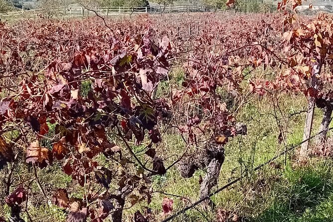 Madrid Winery Tour with Tasting and Sommelier Guide - Price and value: is $130.18 a fair deal?