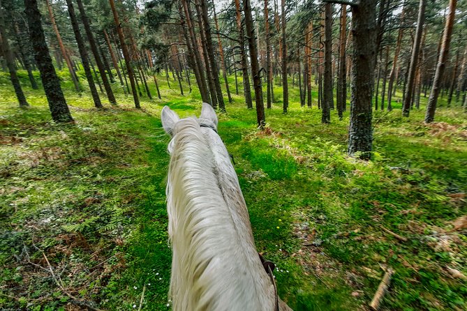 Private Horse Ride in Madrid natural park reserve - Riding level fit: beginners, intermediate riders, and the horse matching
