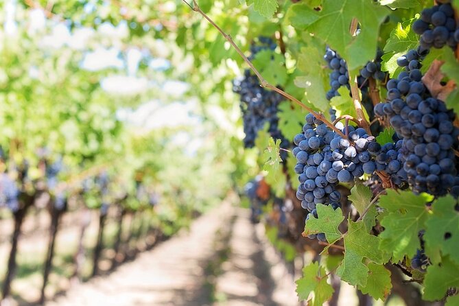 Private Tour & Lunch Of Underground Winery & Countryside Estate - Key Highlights You Should Know Before You Go