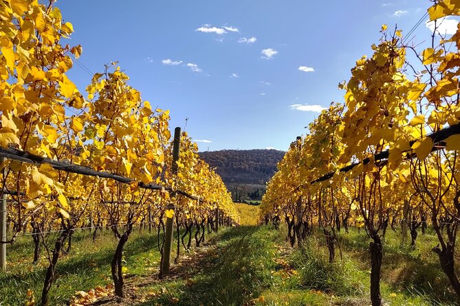 Private Tour & Lunch Of Underground Winery & Countryside Estate - Should You Book This Tour? The Best Reasons to Say Yes
