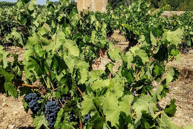 Private Wine Tasting And Visit Tour in Ribera Duero - What I’d do to get the most from the day