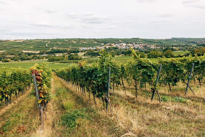 Ribera and Rioja Wineries Private Tour from Madrid - Stop 3: La Rioja with a winery that goes back 150 years (2 hours)