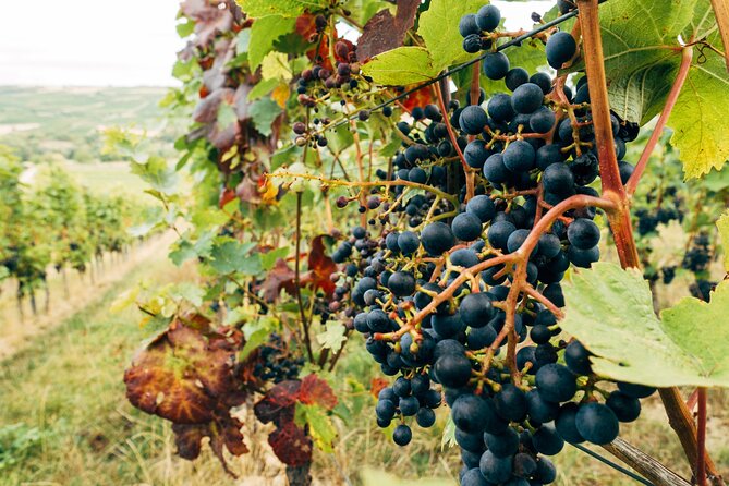 Ribera and Rioja Wineries Private Tour from Madrid - Stop 4: Bodegas Marques de Caceres (2 hours)
