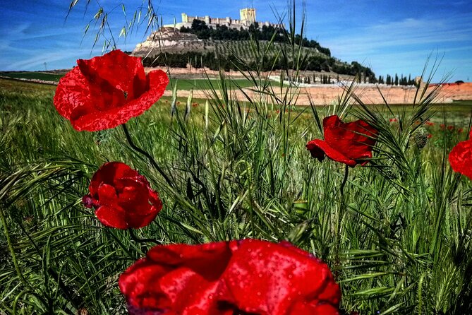 Ribera del Duero:4 Wineries, tasting & Lunch included from Madrid - How to taste well on a day with 12 wines
