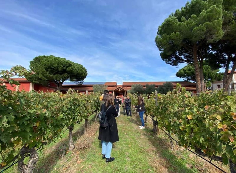 Ribera del Duero Tour From Madrid: 2 Wineries with Transport - Key Things You’ll Remember