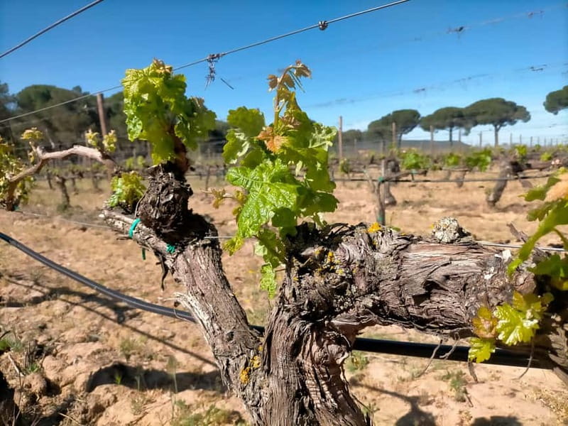 Ribera del Duero Tour From Madrid: 2 Wineries with Transport - Practical Tips for Your Day (So It Flows)
