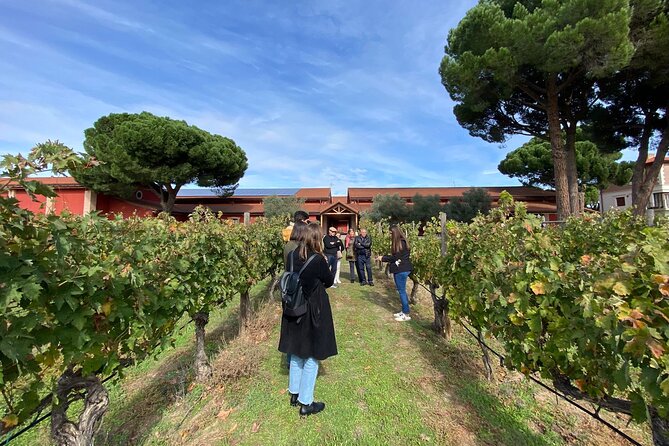 Ribera del Duero Tour: Three Wineries and Lunch from Madrid - Key points before you go