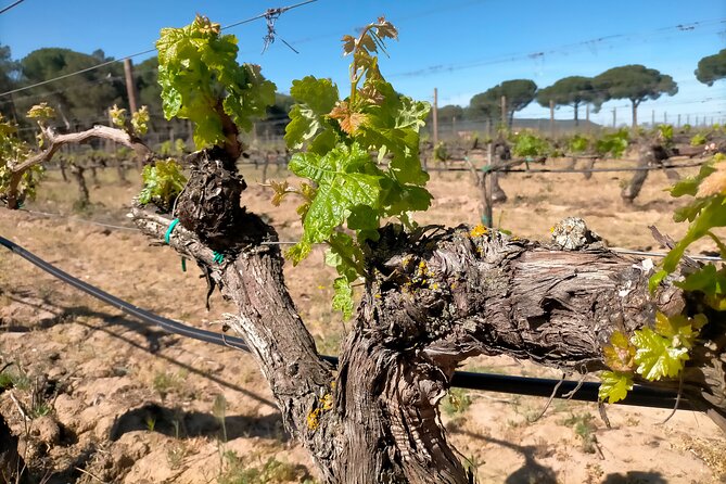 Ribera del Duero Tour: Three Wineries and Lunch from Madrid - Stop 1 in Ribera: Winery 1 and the grape-cycle walk