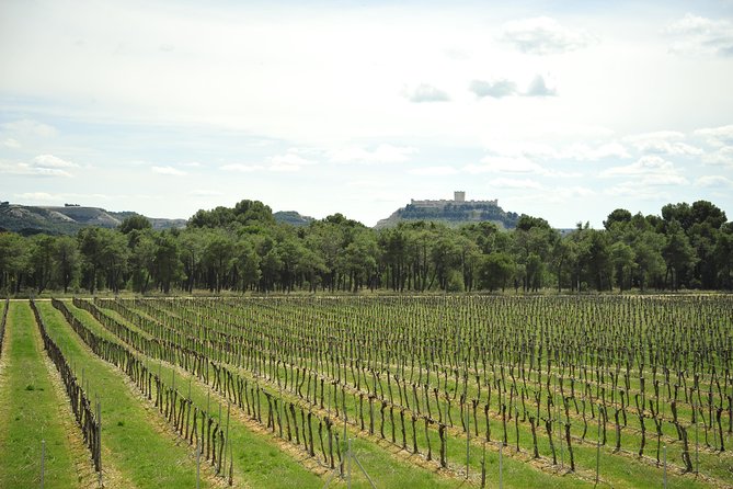 Ribera del Duero Wineries Guided Tour & Wine Tasting from Madrid - Key highlights worth circling