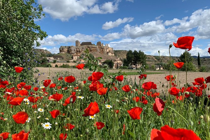 Unspoiled Spain: Food & Wine Tasting for Foodies & Nature Lovers - Olive groves and the River Tagus: why the walk matters