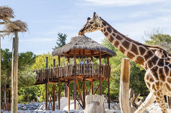 Zoo Aquarium Madrid Admission Ticket - Inside Zoo Aquarium Madrid: animals, habitats, and what to prioritize