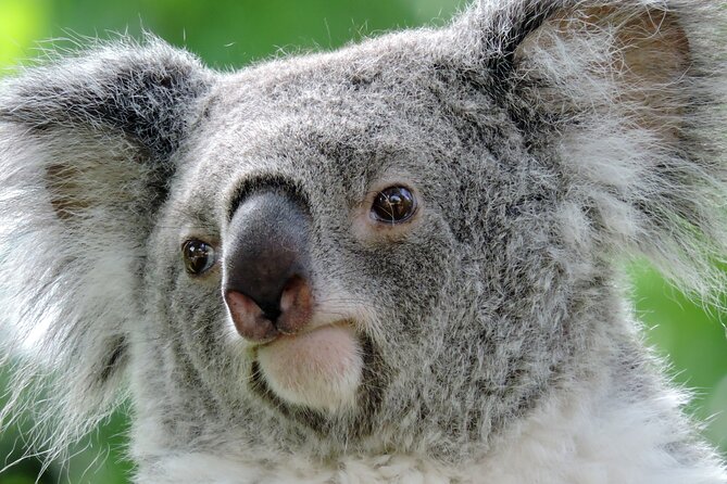 Zoo Aquarium Madrid Admission Ticket - Price and value: is $34.48 a fair deal?